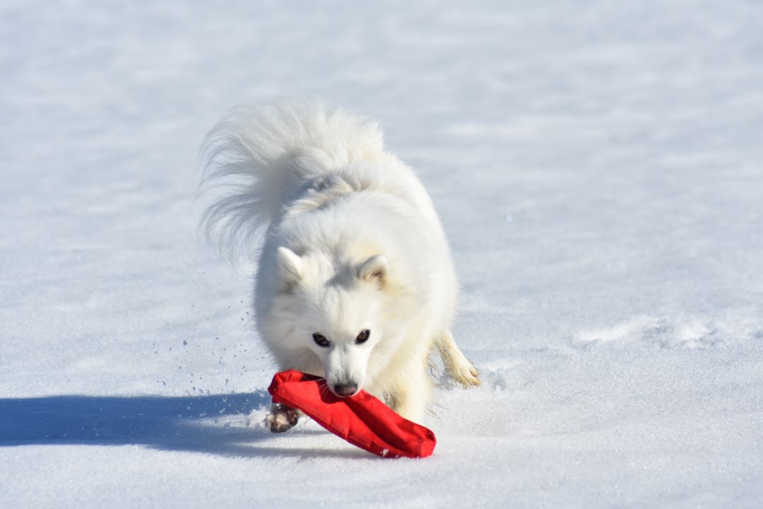 Benika vom Lohenstein Feb. 2019, DSC_0132 1080x720