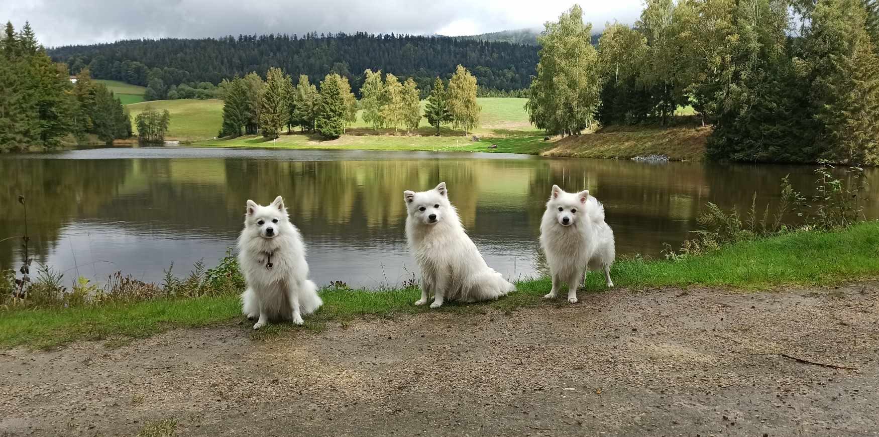 Japanspitz Benika, Asuna u. Bernardo am Stausee Riedelsbach