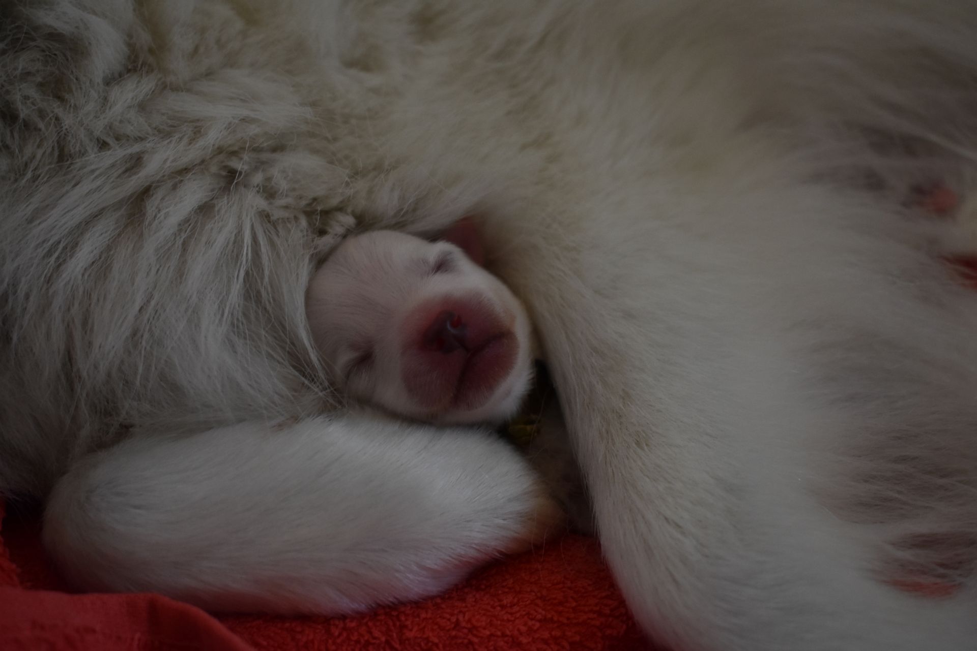 Welpen A-Wurf 2019-05-01 DSC_0317_1920
