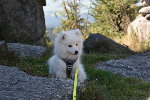 Gwendolyn v. d. Haager Schloßturmspitze