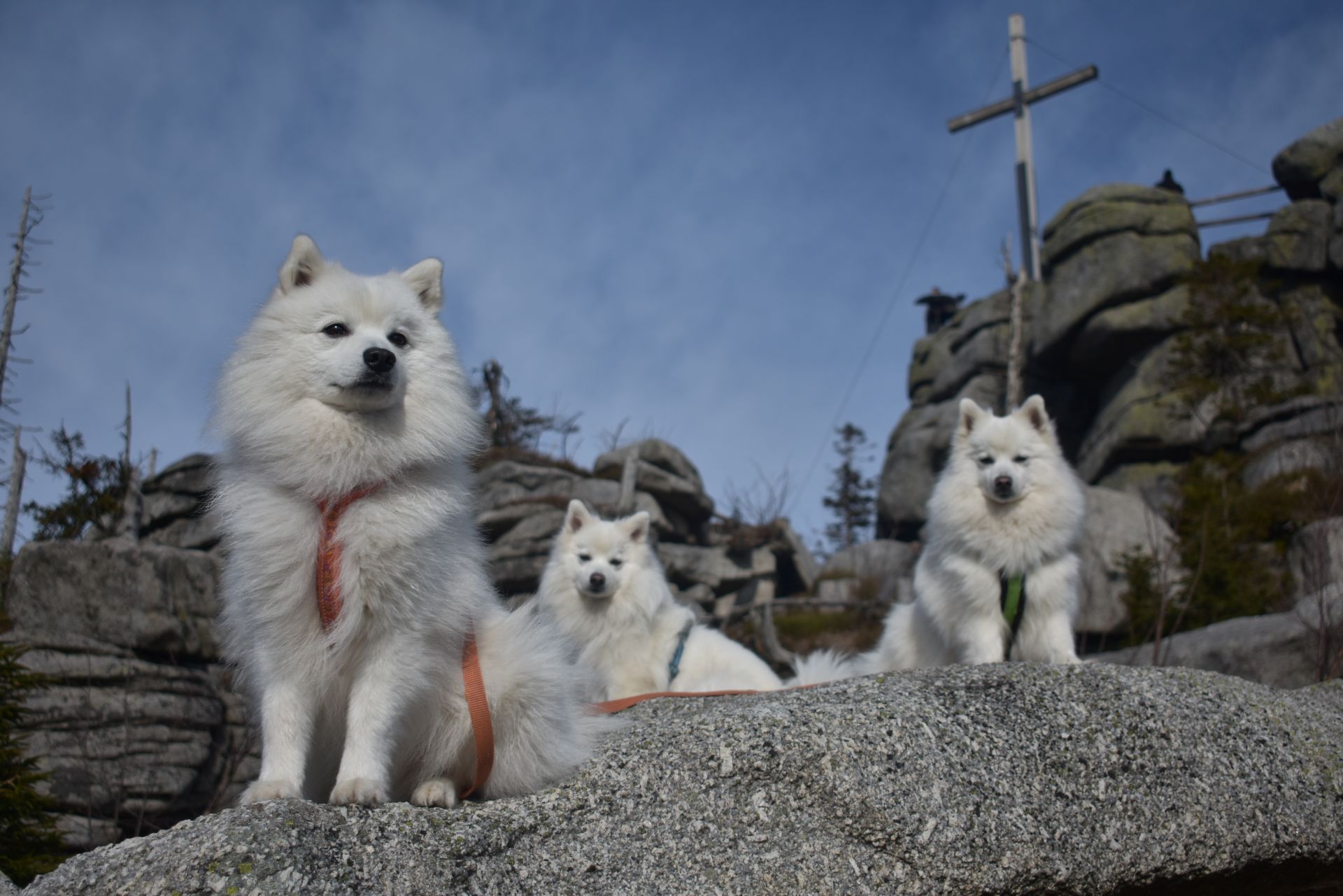 Japanspitz Familie am Dreisessel