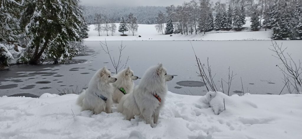 Japanspitze im Winter am Stausee Riedelsbach