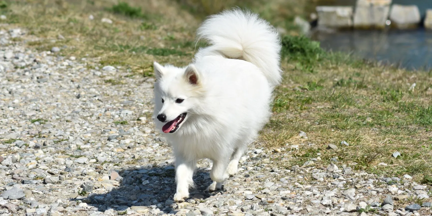 Japanspitz Hündin Asuna von der Haager Schloßturmspitze am Innufer April 2020
