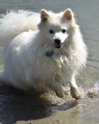 Japanspitz Hündin Asuna von der Haager Schlossturmspitze, Innauen Gars am Inn