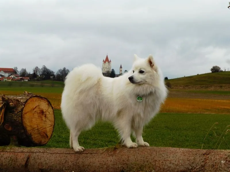 Japanspitz Hündin Benika vom Lohenstein auf einem Baumstamm