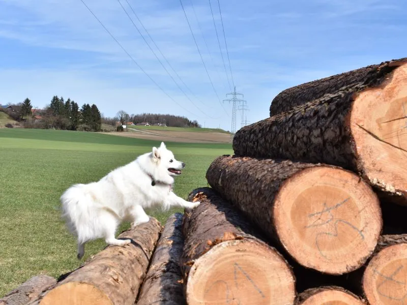 Japanspitz Hündin Benika vom Lohenstein beim Baumstämme laufen