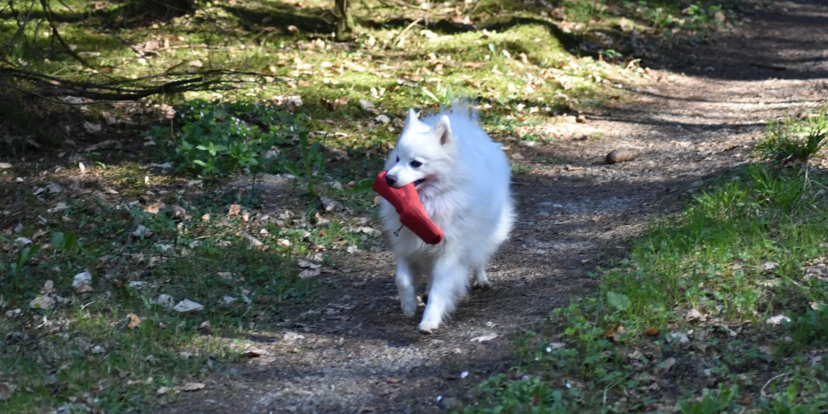 Benika vom Lohenstein im Dummy Training Haager Wald