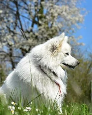 Japanspitz Hündin Benika vom Lohenstein