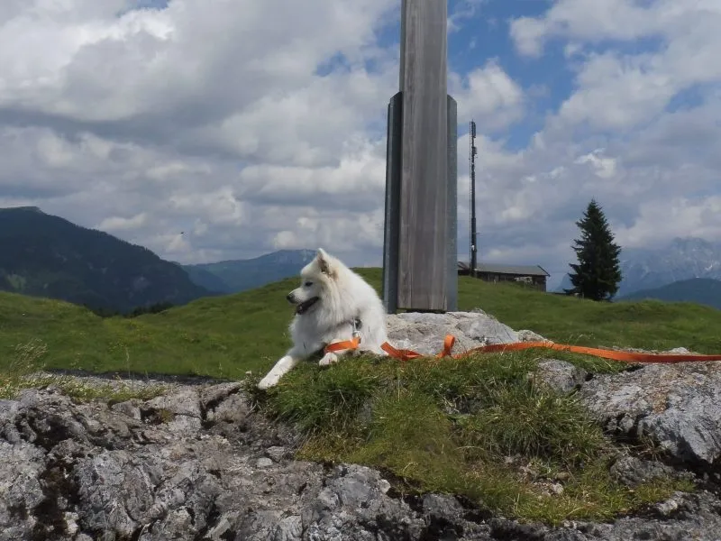 Japanspitz Hündin Benika vom Lohenstein auf dem Postkogel 2017