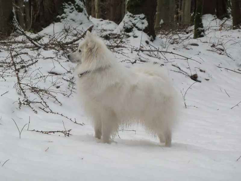 Japanspitz Hündin Benika vom Lohenstein im Winter 2018