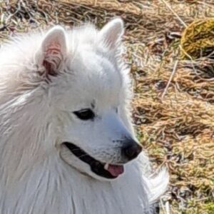 Japanspitz Rüde Bero Yas von der Haager Schlossturmspitze