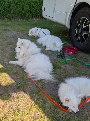 Camping mit Japanspitzen