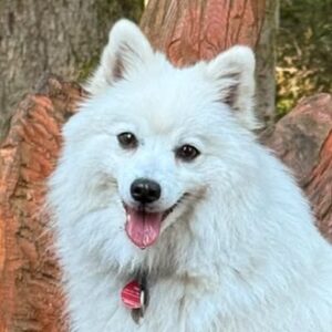 Japanspitz Hündin Elsa von der Haager Schlossturmspitze