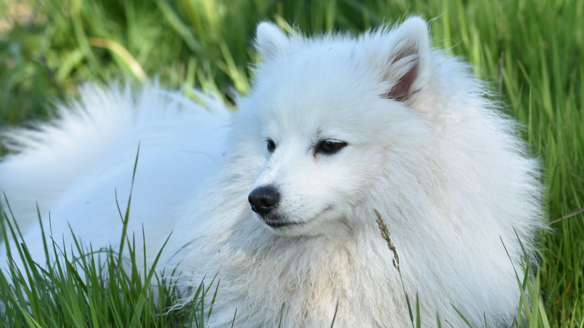 Japanspitz Hündin Gwendolyn von der Haager Schlossturmspitze