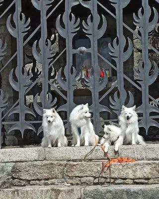 Japanspitz Familie bei der Bischof Nepomuk Kapelle am Dreisessel