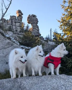 Japanspitzfamilie Benika, Asuna, Bernardo am Dreisessel Winter 2025