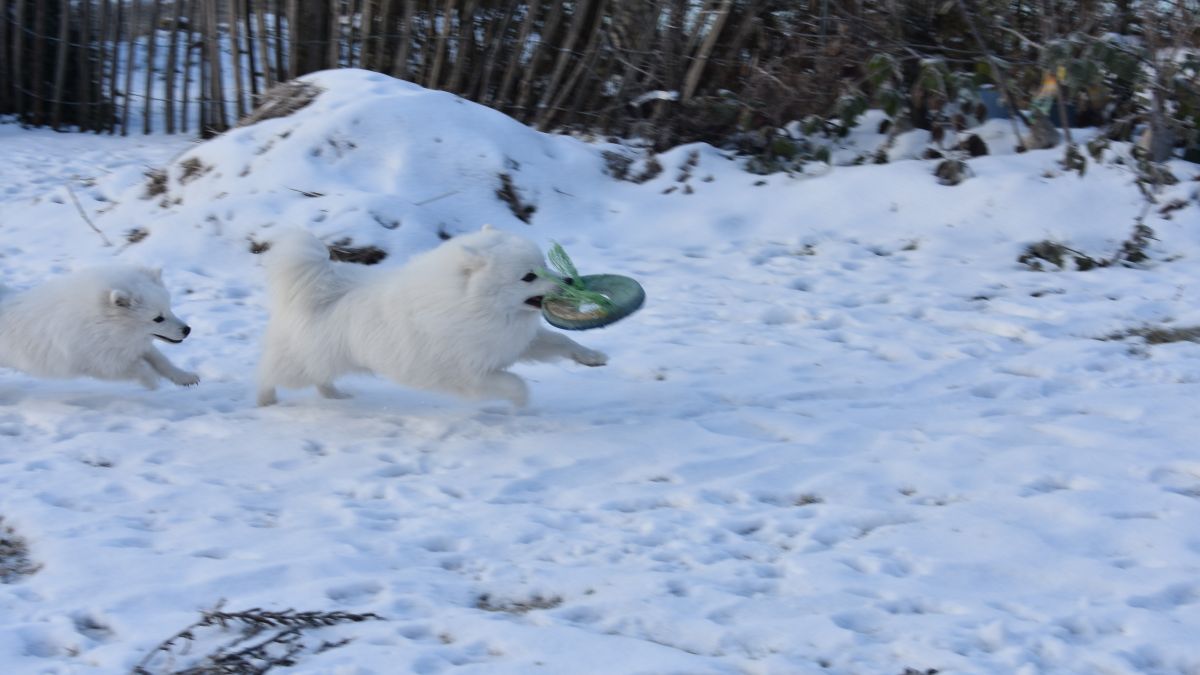Japanspitze Bernardo und Gwendolyn im Winter