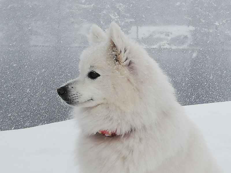 Benika im Winter 2019