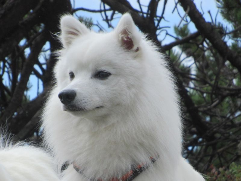 Japanspitz Bernardo di Paranor am Dreisessel