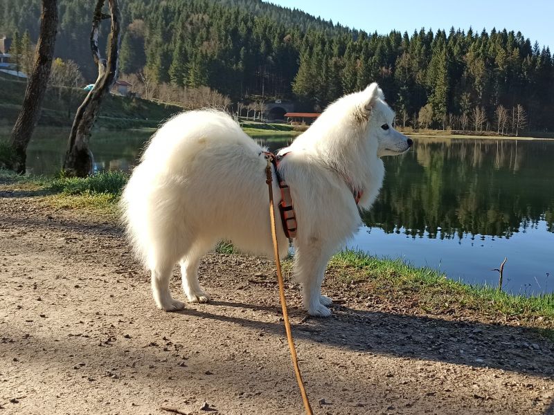 Japanspitz Bernardo di Paranor am Spitzingsee