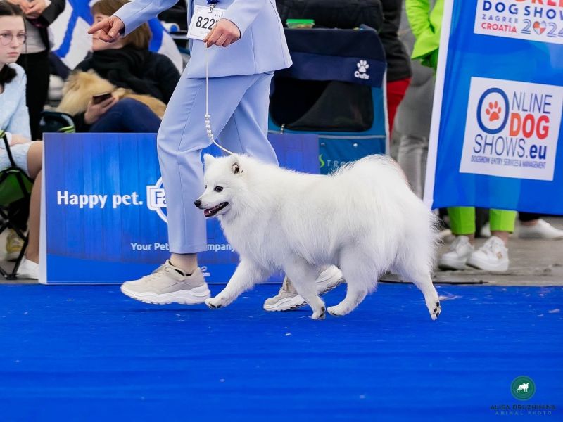 Bernardo an der World Dog Show in Zagreb 
