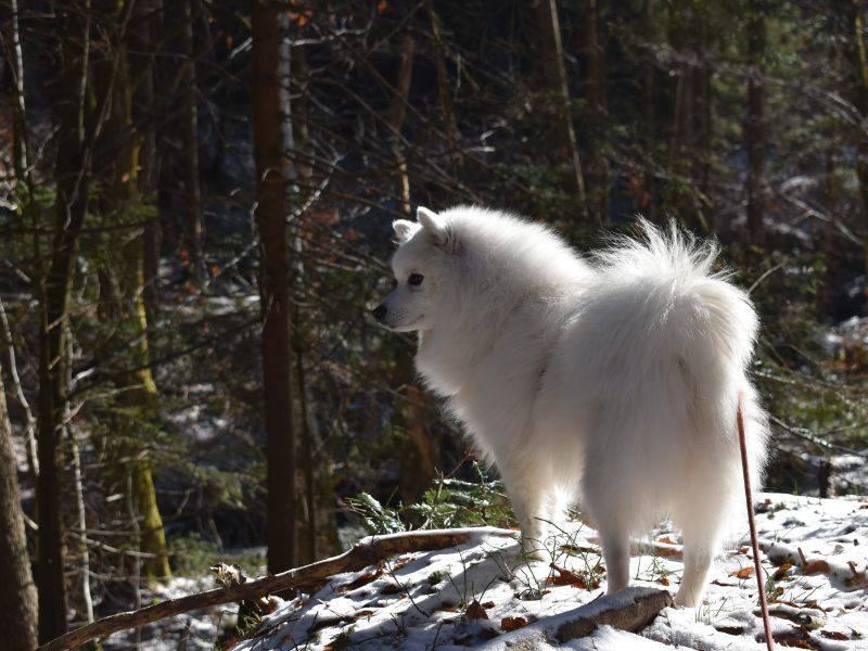 Japanspitz Bernardo di Paranor im Wald Winter 2024