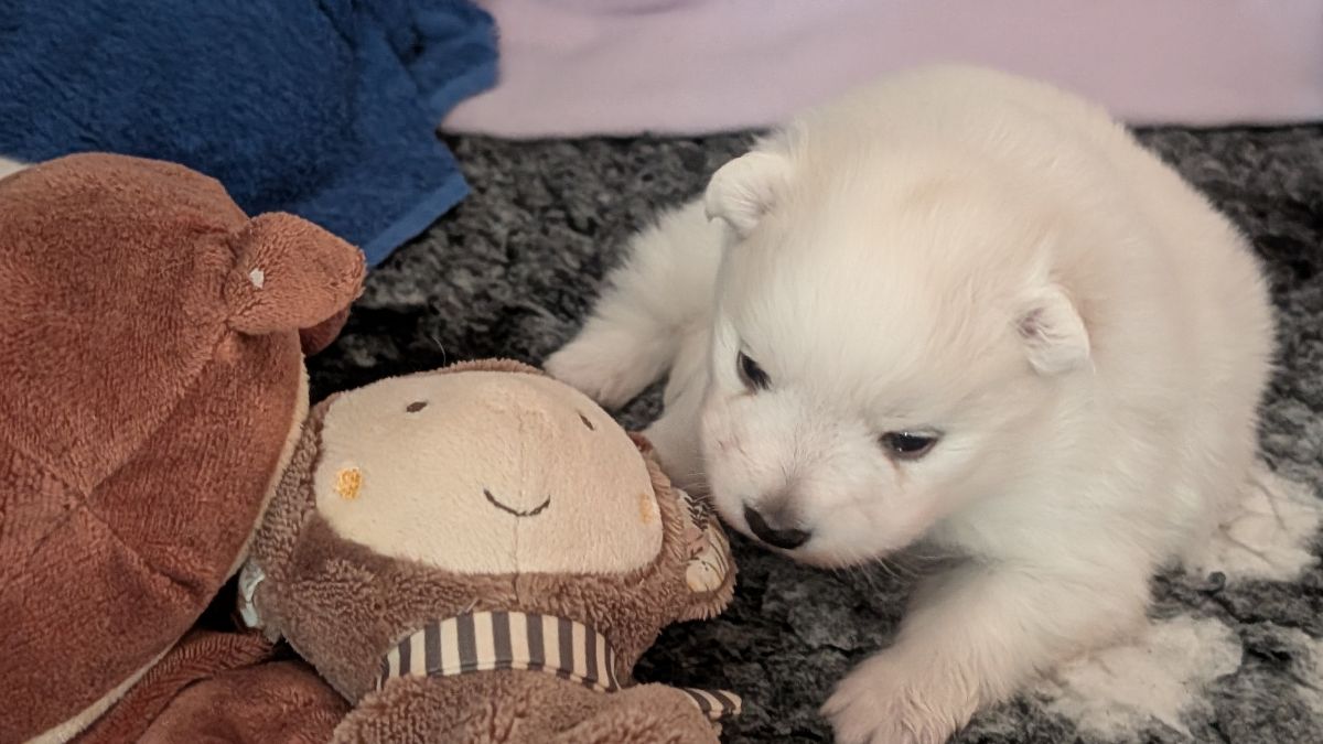 Japanspitz Welpe Isa-Coco von der Haager Schlossturmspitze